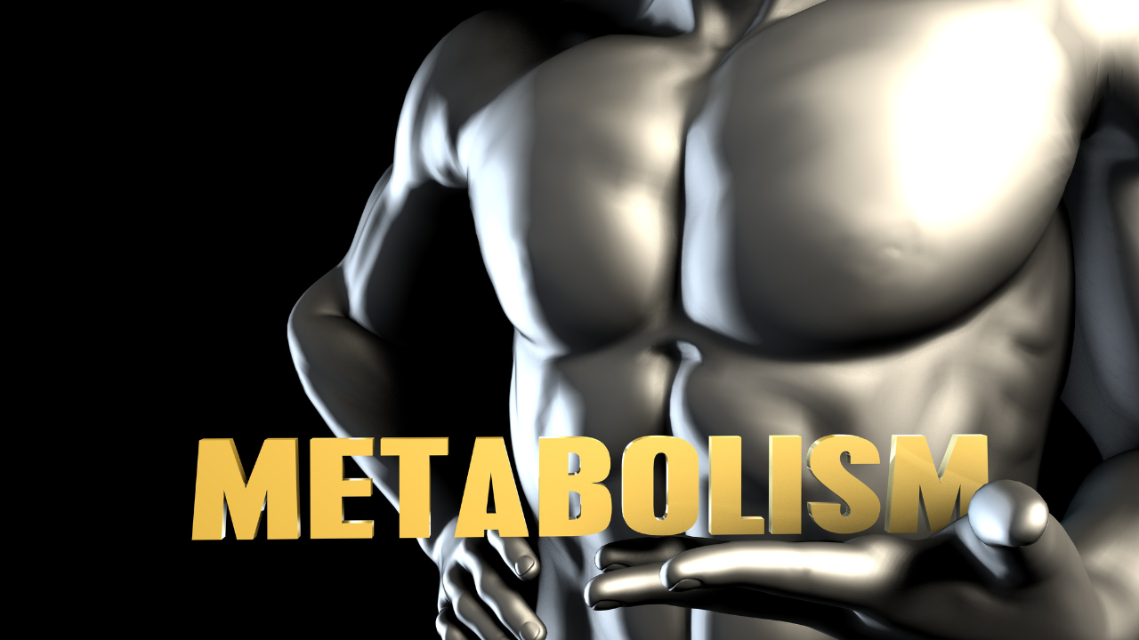 muscle and metabolism